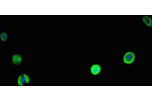 Immunofluorescent analysis of MCF-7 cells using ABIN7146571 at dilution of 1:100 and Alexa Fluor 488-congugated AffiniPure Goat Anti-Rabbit IgG(H+L) (Calreticulin 抗体  (AA 18-417))