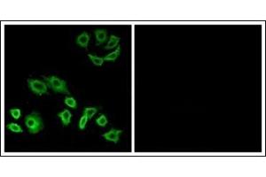 Immunofluorescence (IF) image for anti-Ras Homolog Family Member H (RHOH) (C-Term) antibody (ABIN784206)