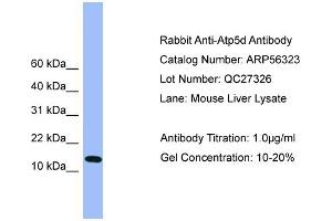 WB Suggested Anti-Atp5d  Antibody Titration: 0. (ATP5F1D 抗体  (C-Term))
