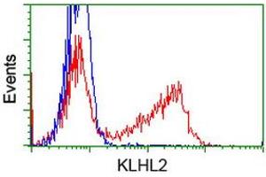 Flow Cytometry (FACS) image for anti-Kelch-Like 2, Mayven (KLHL2) (AA 1-100), (AA 494-593) antibody (ABIN1490549)