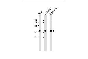 All lanes : Anti-(DANRE) mc4r Antibody (N-Term) at 1:2000 dilution Lane 1: ZF4 whole cell lysate Lane 2: Zebrafish whole cell lysate Lane 3: Z. (MC4R 抗体  (AA 25-57))