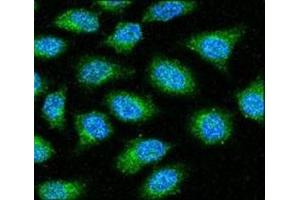 Immunofluorescence (IF) image for anti-Glyceraldehyde-3-Phosphate Dehydrogenase (GAPDH) (AA 62-91) antibody (ABIN3029800)