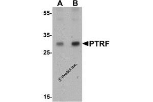 Western Blotting (WB) image for anti-Serum Deprivation Response (SDPR) (N-Term) antibody (ABIN1077452) (SDPR 抗体  (N-Term))