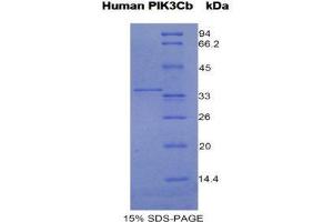 SDS-PAGE (SDS) image for Phosphoinositide-3-Kinase, Catalytic, beta Polypeptide (PIK3CB) (AA 807-1070) protein (His tag) (ABIN1981217)