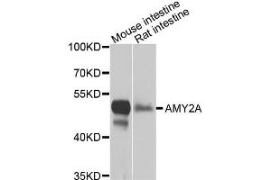 Western blot analysis of extracts of various cell lines, using AMY2A antibody (ABIN5975245) at 1/1000 dilution. (AMY2A 抗体)