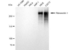 Western blotting analysis using Fibronectin 1 antibody (ABIN7798614). (Recombinant Fibronectin 1 抗体)