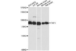 Western blot analysis of extracts of various cell lines, using FAF1 antibody. (FAF1 抗体  (AA 1-280))