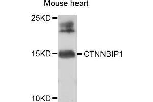 Western blot analysis of extracts of mouse heart, using CTNNBIP1 antibody. (CTNNBIP1 抗体)