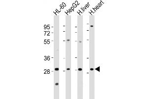 All lanes : Anti-Z1 Antibody (N-Term) at 1:2000 dilution Lane 1: HL-60 whole cell lysates Lane 2: HepG2 whole cell lysates Lane 3: human liver lysates Lane 4: human heart lysates Lysates/proteins at 20 μg per lane. (AMZ1 抗体  (AA 65-96))