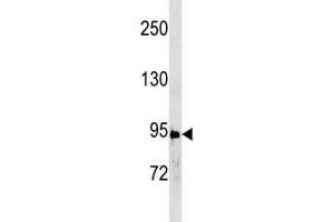 Western Blotting (WB) image for anti-Signal Transducer and Activator of Transcription 3 (Acute-Phase Response Factor) (STAT3) (AA 683-709) antibody (ABIN3032572)