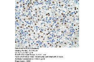 Rabbit Anti-EXOSC4 Antibody  Paraffin Embedded Tissue: Human Liver Cellular Data: Hepatocytes Antibody Concentration: 4. (EXOSC4 抗体  (N-Term))