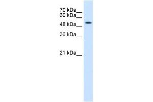 Cytokeratin 8 antibody used at 0. (KRT8 抗体  (N-Term))