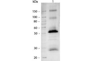Western Blot of Alkaline Phosphatase conjugated Goat anti-Human IgG antibody. (山羊 anti-山羊 IgG (Heavy & Light Chain) Antibody (Alkaline Phosphatase (AP)) - Preadsorbed)