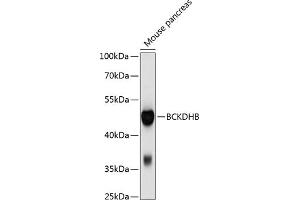 Western blot analysis of extracts of mouse pancreas, using BCKDHB antibody (ABIN6129212, ABIN6137489, ABIN6137490 and ABIN6214814) at 1:1000 dilution. (BCKDHB 抗体  (AA 183-392))