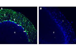 Expression of Tetraspanin 2 (TSPAN2) in mouse cerebellum. (Tetraspanin 2 抗体  (Extracellular))