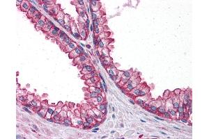 Anti-PTER antibody IHC of human prostate. (PTER 抗体  (C-Term))