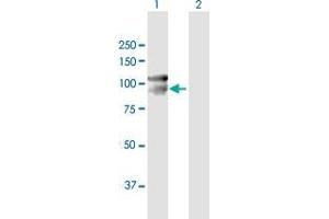 Western Blot analysis of CDH12 expression in transfected 293T cell line by CDH12 MaxPab polyclonal antibody. (Cadherin 12 抗体  (AA 1-794))