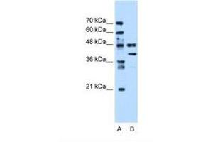 Image no. 1 for anti-Eukaryotic Translation Elongation Factor 1 gamma (EEF1G) (AA 201-250) antibody (ABIN6738424) (EEF1G 抗体  (AA 201-250))