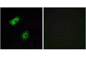 Immunofluorescence (IF) image for anti-Olfactory Receptor, Family 5, Subfamily A, Member 2 (OR5A2) (AA 267-316) antibody (ABIN1535923)