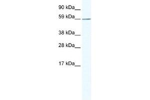 Western Blotting (WB) image for anti-KH Domain Containing, RNA Binding, Signal Transduction Associated 1 (KHDRBS1) (N-Term) antibody (ABIN925833)