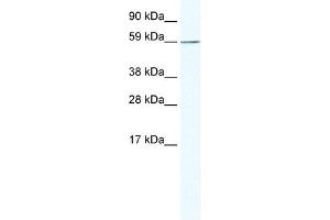 KHDRBS1 antibody (20R-1132) used at 0. (KHDRBS1 抗体  (N-Term))