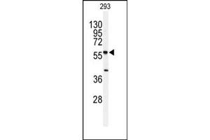 Image no. 1 for anti-serine Palmitoyltransferase, Long Chain Base Subunit 1 (SPTLC1) (N-Term) antibody (ABIN357775) (SPTLC1 抗体  (N-Term))