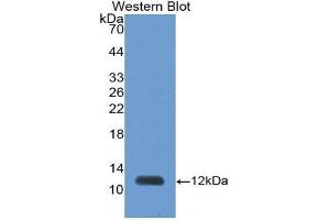 Western Blotting (WB) image for anti-Peroxisomal Biogenesis Factor 2 (PEX2) (AA 233-305) antibody (ABIN1863033) (PEX2 抗体  (AA 233-305))