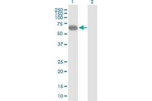 Western Blot analysis of PVRL2 expression in transfected 293T cell line by PVRL2 MaxPab polyclonal antibody. (PVRL2 抗体  (AA 1-479))