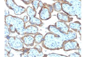 Formalin-fixed, paraffin-embedded human Placenta stained with TIMP2 Mouse Monoclonal Antibody (TIMP2/2044). (TIMP2 抗体  (AA 48-220))