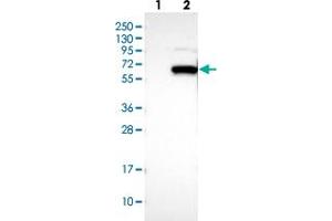 Western blot analysis of Lane 1: Negative control (vector only transfected HEK293T lysate), Lane 2: Over-expression Lysate (Co-expressed with a C-terminal myc-DDK tag (~3. (DCAF11 抗体)