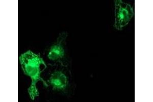 Immunofluorescence (IF) image for anti-Protein Kinase C, epsilon (PRKCE) antibody (ABIN1500230) (PKC epsilon 抗体)