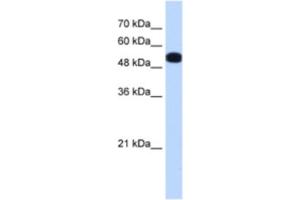 Western Blotting (WB) image for anti-UDP-Glucose Pyrophosphorylase 2 (UGP2) antibody (ABIN2463169) (UGP2 抗体)