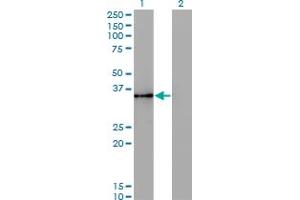 Western Blot analysis of HHEX expression in transfected 293T cell line by HHEX monoclonal antibody (M11), clone 2A10. (HHEX 抗体  (AA 133-237))