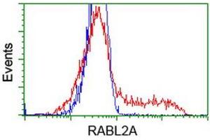 HEK293T cells transfected with either RC211854 overexpress plasmid (Red) or empty vector control plasmid (Blue) were immunostained by anti-RABL2A antibody (ABIN2453934), and then analyzed by flow cytometry. (RABL2A 抗体)
