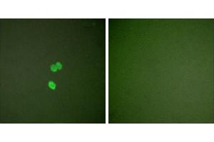 Peptide - +Immunofluorescence analysis of NIH/3T3 cells, using Galectin 3 antibody (#C0203). (Galectin 3 抗体)
