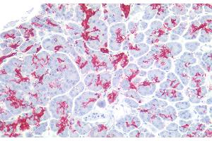 Immunohistochemistry staining of human pancreas (paraffin-embedded sections) with anti-sialyl Lewis a (121SLE), 10 μg/mL. (CA 19-9 抗体)