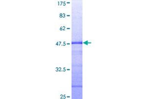 STAT2 Protein (AA 742-851) (GST tag)