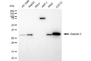 Western blotting analysis using galectin 3 antibody (ABIN7798686).