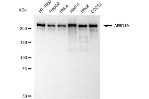 Western blotting analysis using ARID1A antibody (ABIN7797666). (Recombinant ARID1A 抗体)