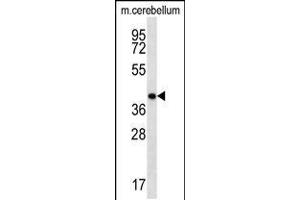Western blot analysis in mouse cerebellum tissue lysates (35ug/lane). (Homeobox D13 抗体  (AA 197-226))