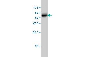 Western Blot detection against Immunogen (61. (SDSL 抗体  (AA 1-329))
