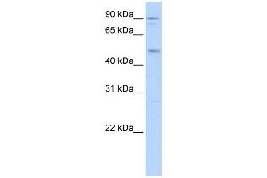 WB Suggested Anti-MEF2A Antibody Titration:  0. (MEF2A 抗体  (N-Term))