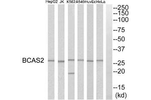 Western blot analysis of extracts from HeLa cells, HepG2 cells, Huvec cells, A549 cells, K562 cells and Jurkat cells, using BCAS2 antibody. (BCAS2 抗体  (C-Term))