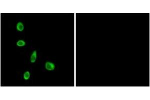 Immunofluorescence (IF) image for anti-Olfactory Receptor, Family 8, Subfamily J, Member 1 (OR8J1) (AA 233-282) antibody (ABIN2891057) (OR8J1 抗体  (AA 233-282))