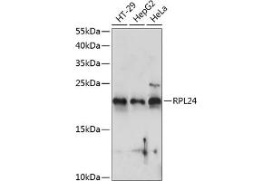RPL24 抗体  (AA 38-157)