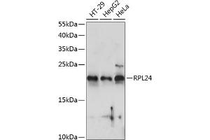 Western blot analysis of extracts of various cell lines, using RPL24 antibody (ABIN7269998) at 1:1000 dilution. (RPL24 抗体  (AA 38-157))