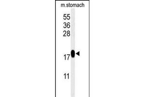 Western blot analysis of TXNDC12 Antibody (C-term) (ABIN651065 and ABIN2840056) in mouse stomach tissue lysates (35 μg/lane). (TXNDC12 抗体  (C-Term))