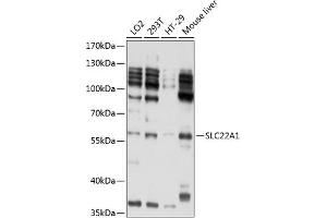 Western blot analysis of extracts of various cell lines, using SLC22 antibody (739) at 1:1000 dilution. (SLC22A1 抗体)