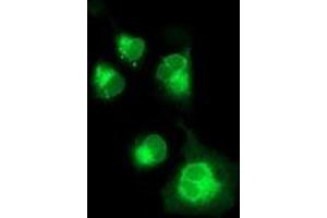 Anti-NPTN mouse monoclonal antibody (ABIN2455573) immunofluorescent staining of COS7 cells transiently transfected by pCMV6-ENTRY NPTN (RC210326). (NPTN 抗体)