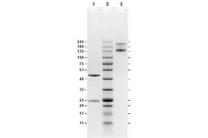 SDS-Page Results of Mouse IgG2a Isotype Control. (小鼠 IgG2a 同型对照)